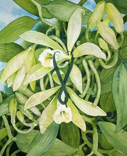 Vanilla Planifolia de Madagascar